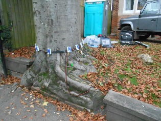 Tree Pests and Diseases
