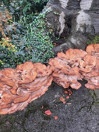 Tree pests and diseases treatment