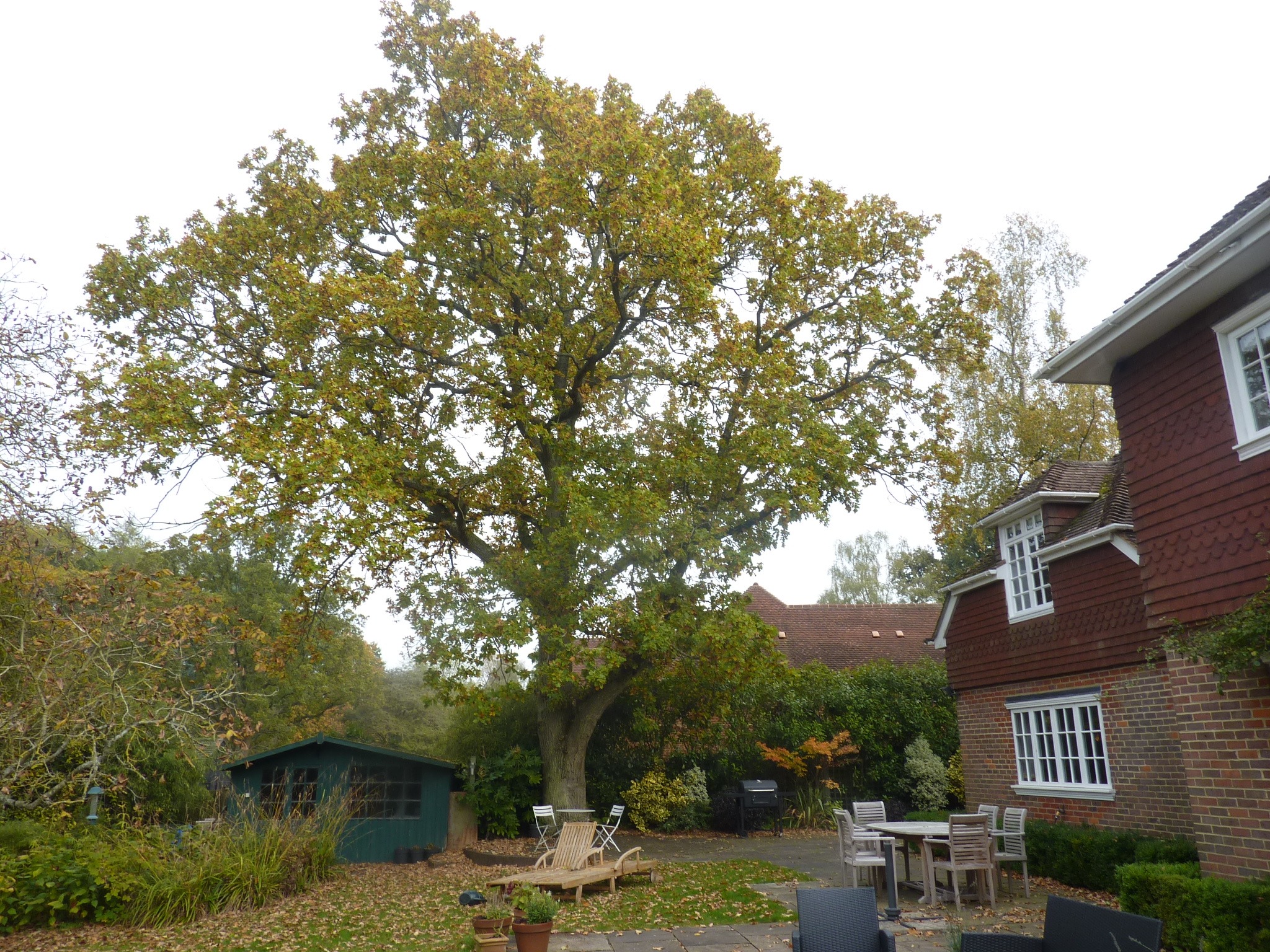 Statutory Tree Protection Advice