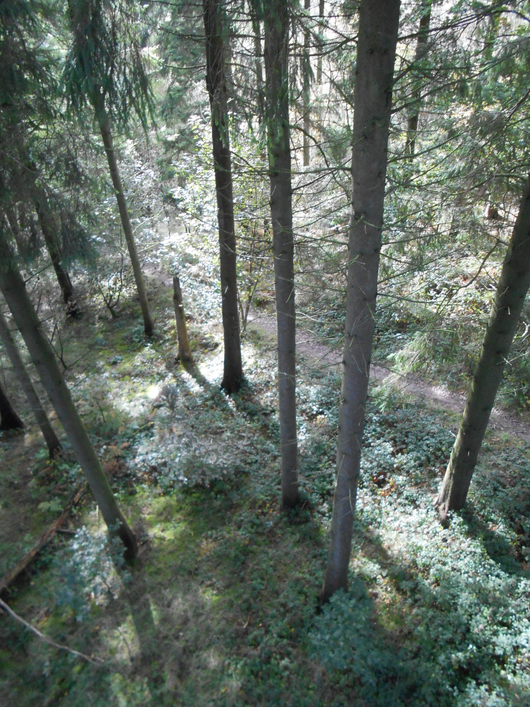 Tree canopy assessment